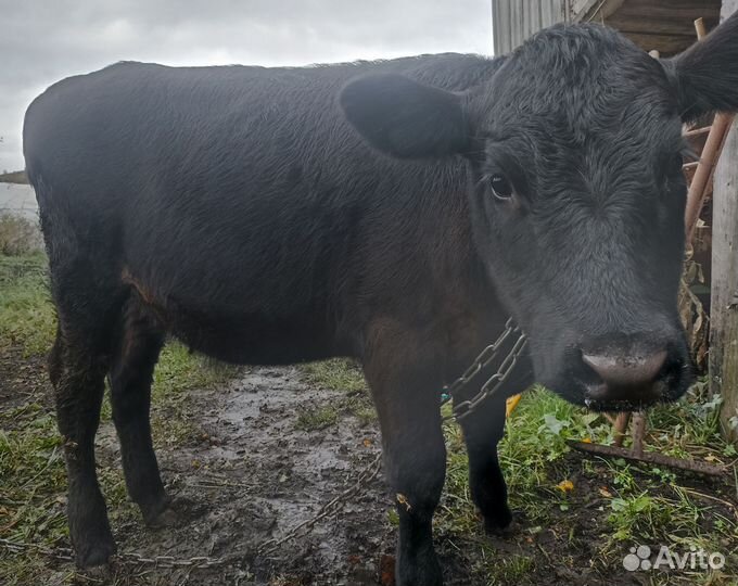 Абердин ангус телки