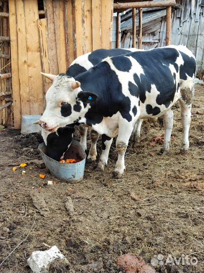 Быки на мясо