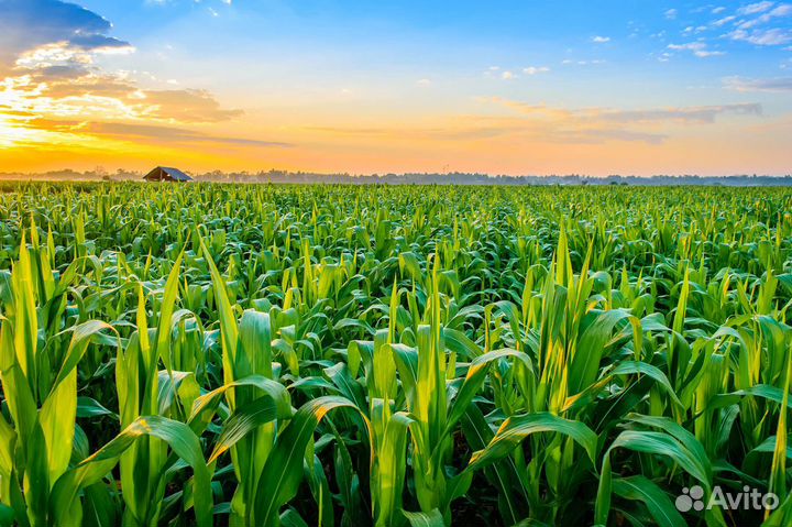 Семена Кукурузы 