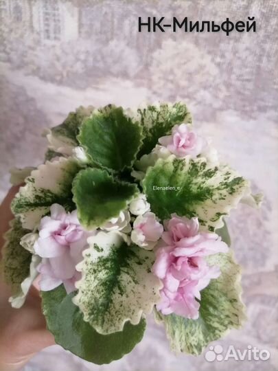 Фиалки сортовые полумини, мини, трейлеры