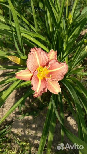 Лилейник сортовой