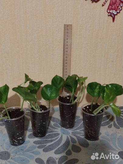 Эпипремнум глобал грин и др. комн. цветы