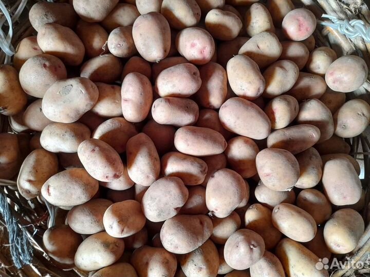 Семенной картофель