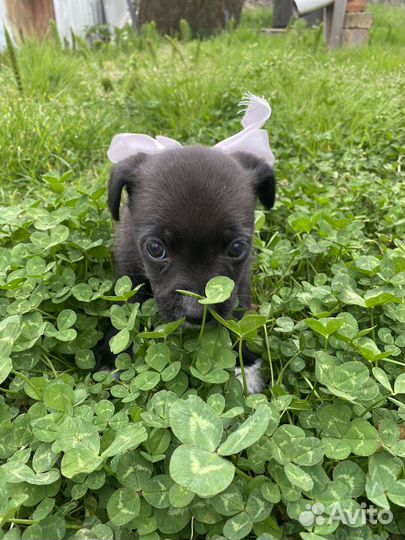 Щенок в добрые руки
