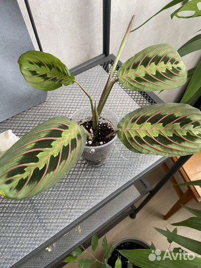 Комнатные растения