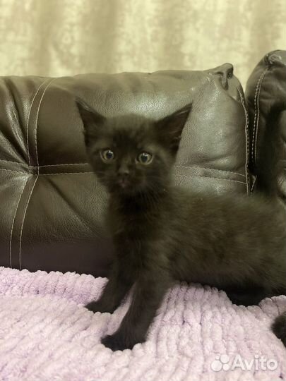 Котята