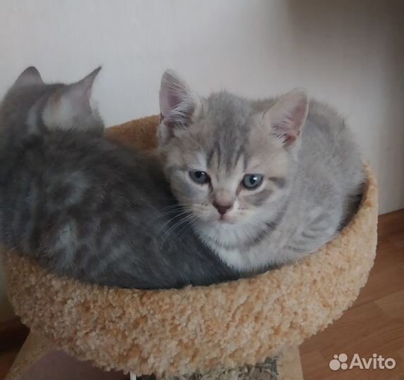 Шотландские котята
