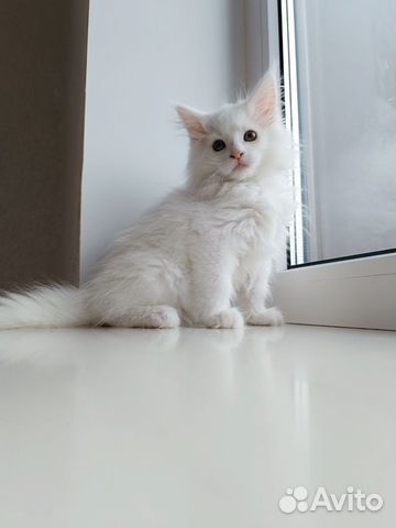 Котята Мейн-кун объявление продам