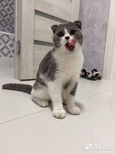 Шотландский вислоухий кот