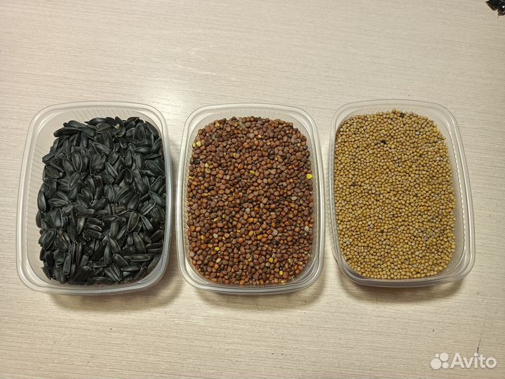 Микрозелень, семена(сертифицированные)