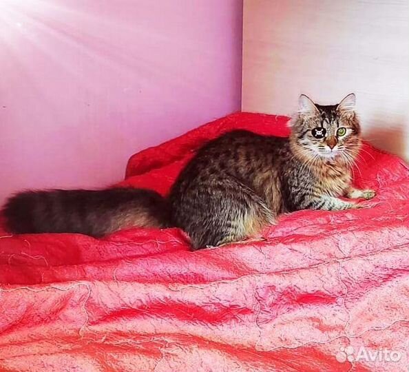 Молодая кошечка