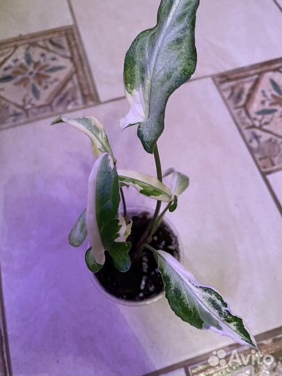 Сингониум « Старлайт»