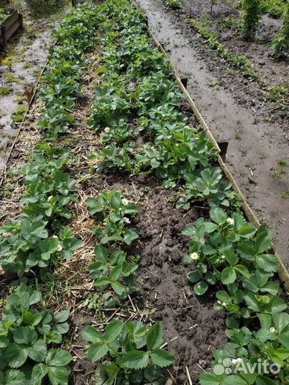 Саженцы клубники окс