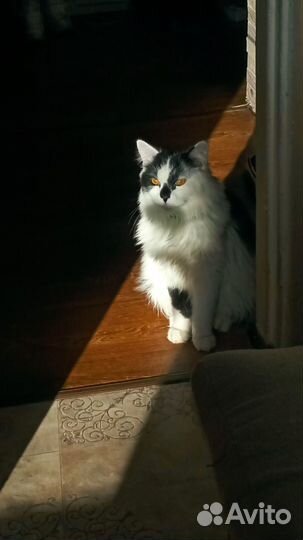 Кот в добрые руки