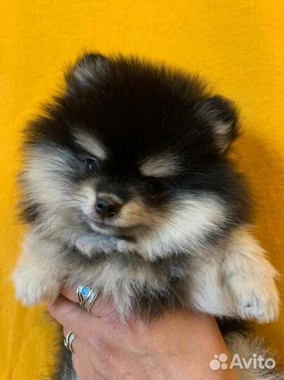 Щенки померанского шпица
