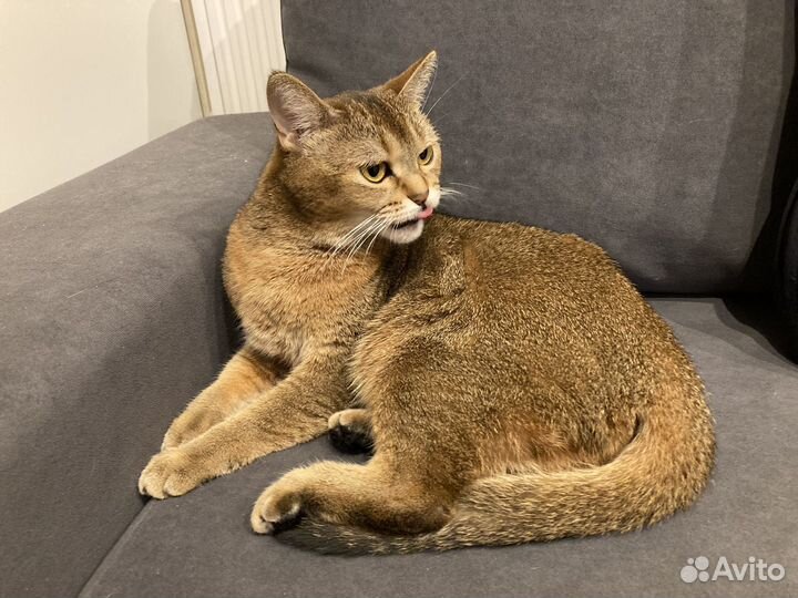 Кошка в добрые руки