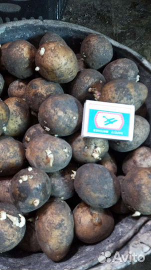 Картофель кормовой