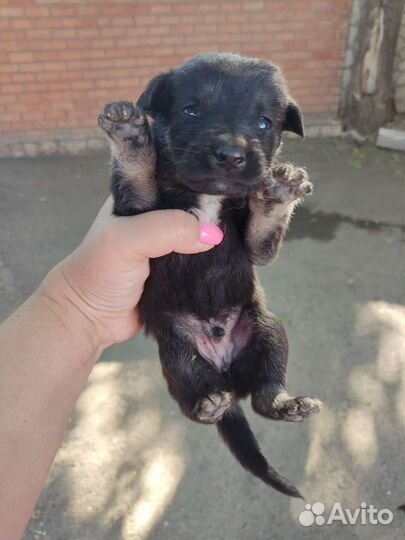 Щенкам нужен дом