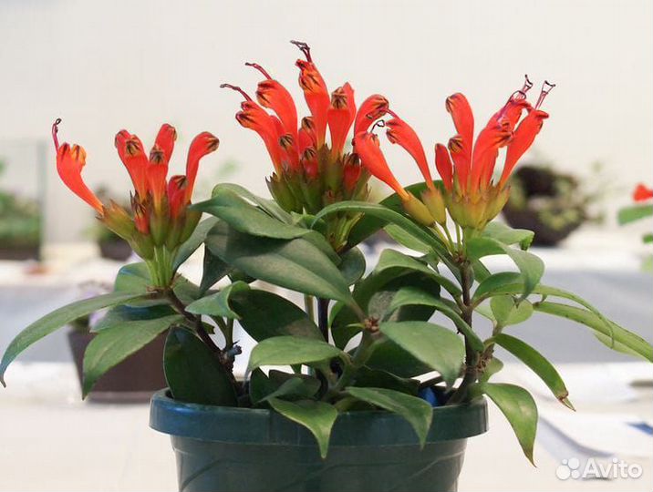 Эсхинантус