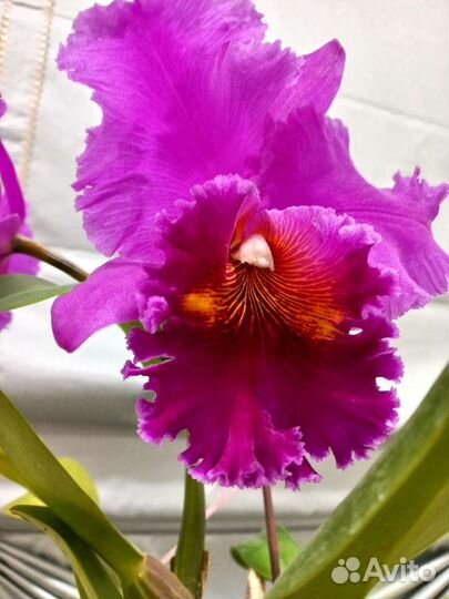 Катлея крупноцветковая/фаленопсис