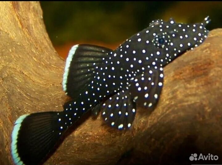 Анциструс звездчатый