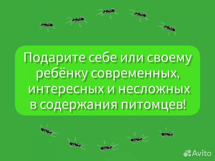 Муравьи Жнецы (Messor structor)