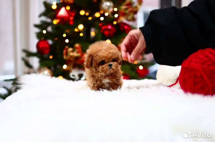 Мальтипу Микро Импорт из Кореи