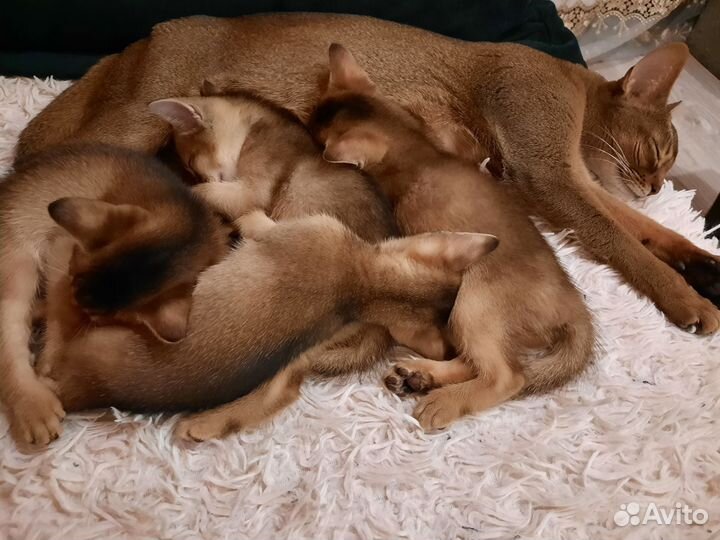 Абиссинские котята