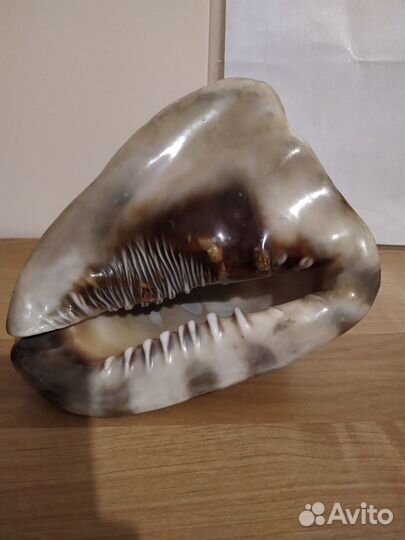 Океанская раковина