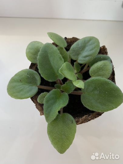 Комнатные цветы