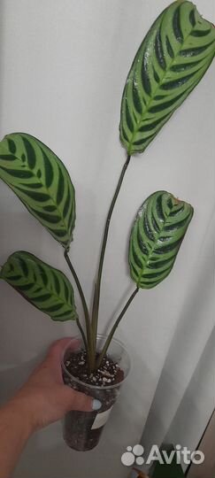 Кленанта Бурле макс