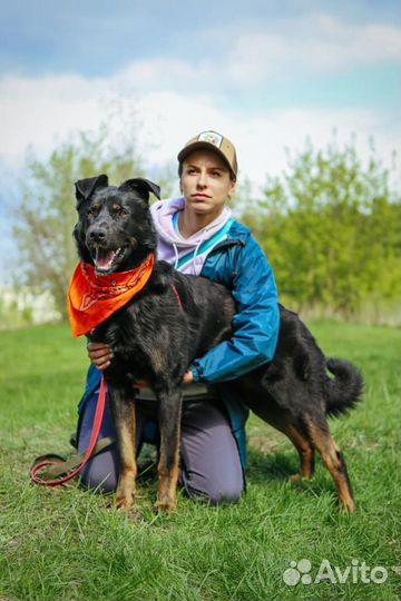 Отдам в хорошие руки собаку
