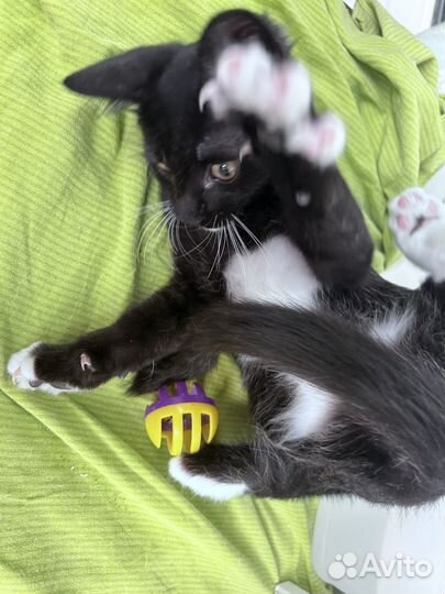 Котята ищут дом