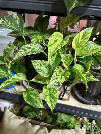 Сциндапсус (эпипремнум) сортовые