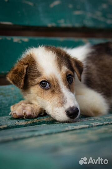 Щенок вас дар