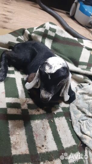 Нубийский козлик