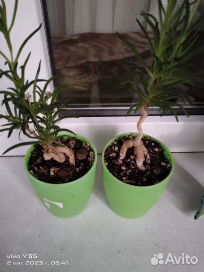 Местоклемма, эуфорбия, дорстения