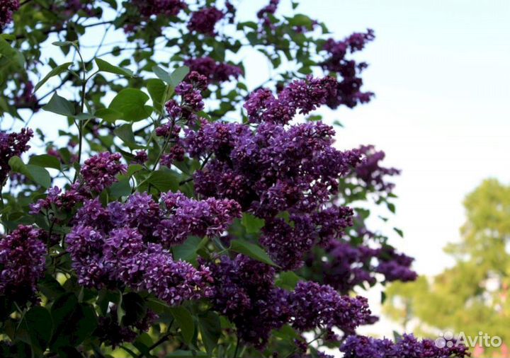 Сирень Огни Донбаса