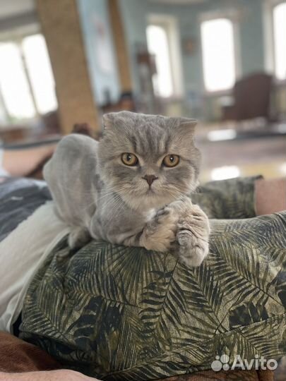 Кот хайленд фолд