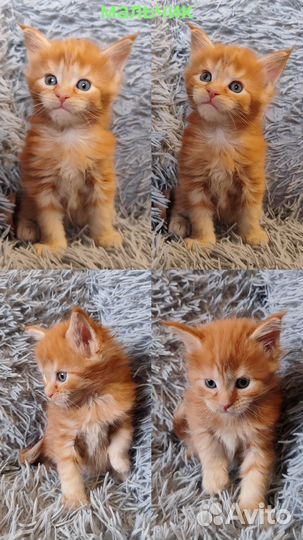 Котята Мейн-кун Новогодние