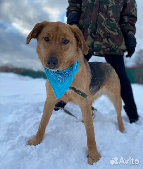 Собака ищет дом, Баффи