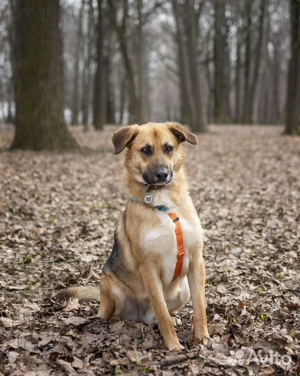 Бывшедомашний пёс в добрые руки