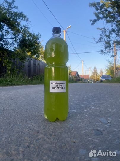 Хлорелла для пруда