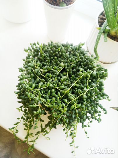 Крестовник Геррейна (Senecio herreianus)