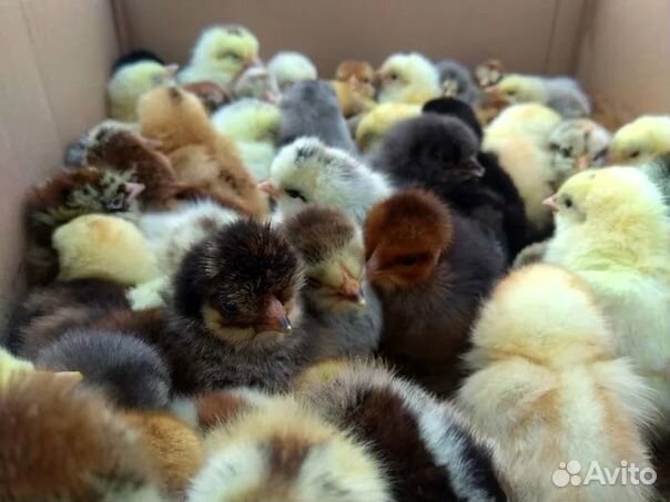 Гусята, цыплята
