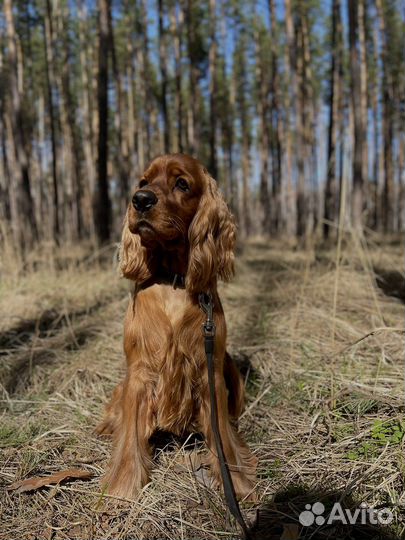 Вязка с английским кокер спаниелем