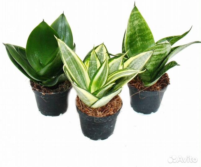 Сансевиерия голден ханни - щучий хвост