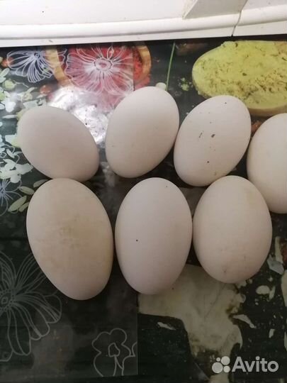 Яйца