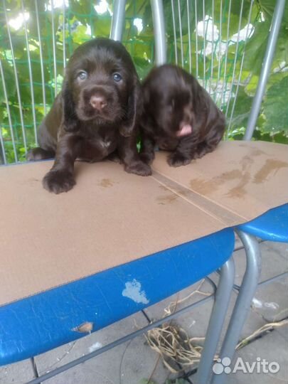 Щенки кокер спаниеля