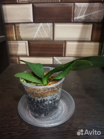 Орхидея L1802 Aquarius